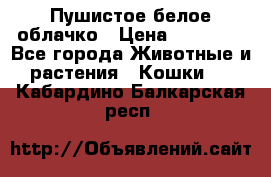 Пушистое белое облачко › Цена ­ 25 000 - Все города Животные и растения » Кошки   . Кабардино-Балкарская респ.